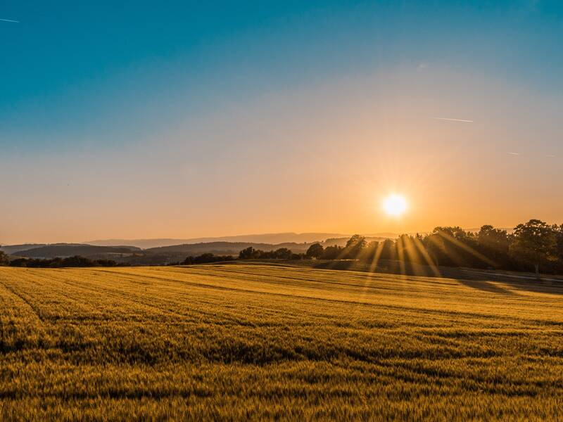 Landwirtschaftliches Feld beim Sonnenuntergang mit blauem Himmel.