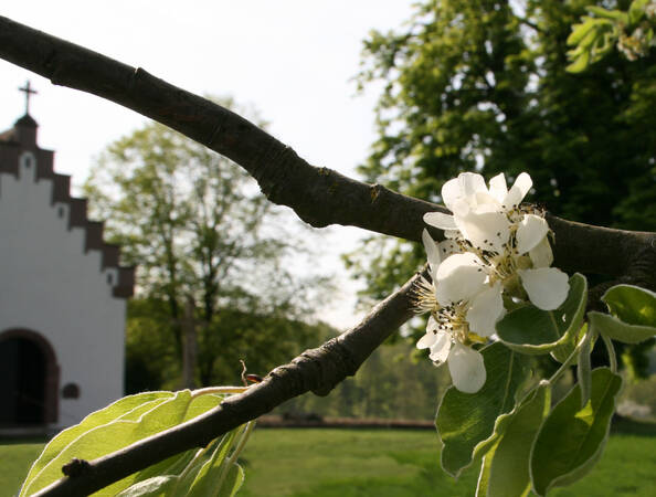 Vorne ein Zweig mit einer Blüte, dahinter die Kapelle in Jöhlingen