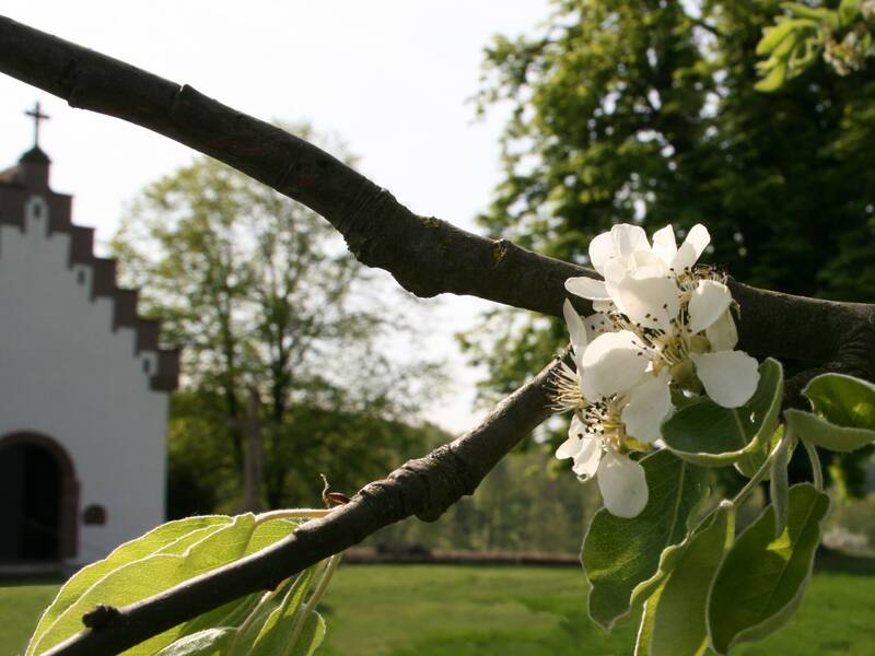 Vorne ein Zweig mit einer Blüte, dahinter die Kapelle in Jöhlingen