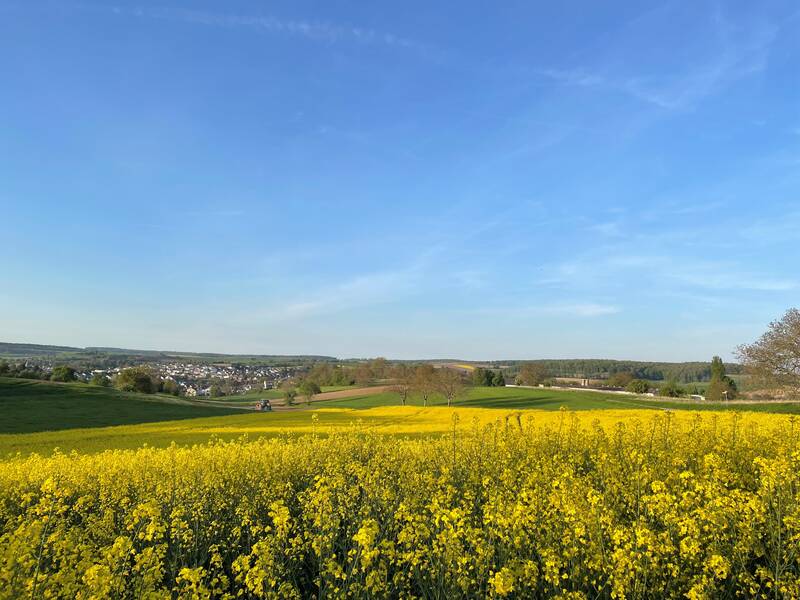 Rapsfeld dahinter Blick auf Wössingen. Strahlend blauer Himmel