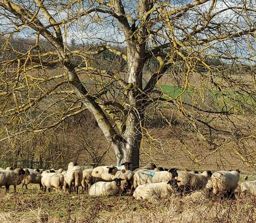 Schafe an der Steig