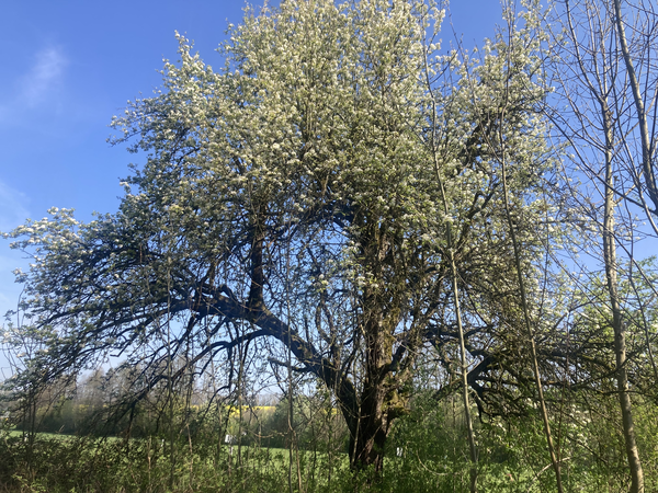 Alter Streuobstbestand am Wegesrand