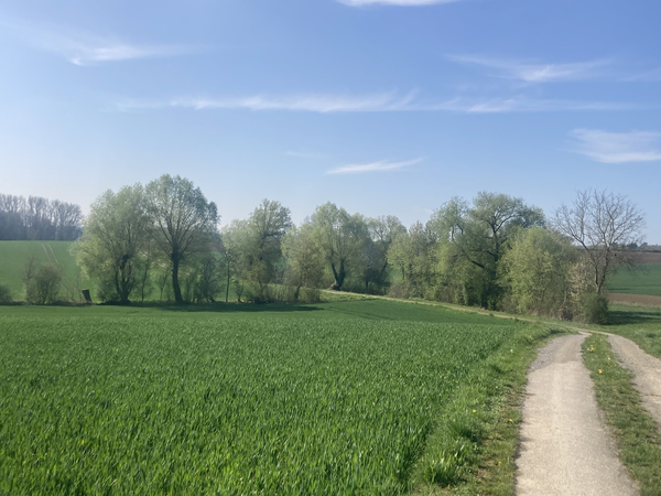 Blick auf den Wanderweg im Frühliung