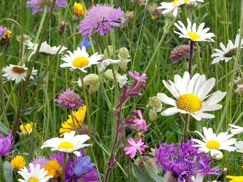 Blumenwiese am Wanderweg