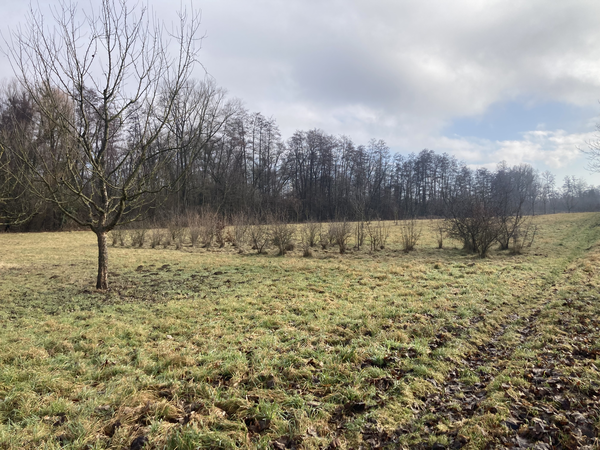 Feldhecke im Aufwuchs