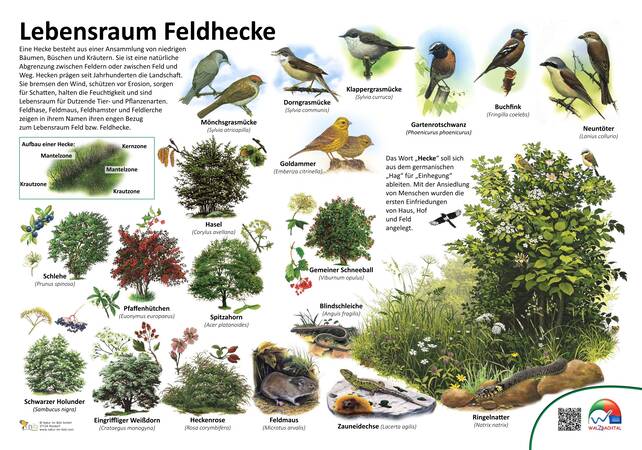 Infoschild Feldhecke