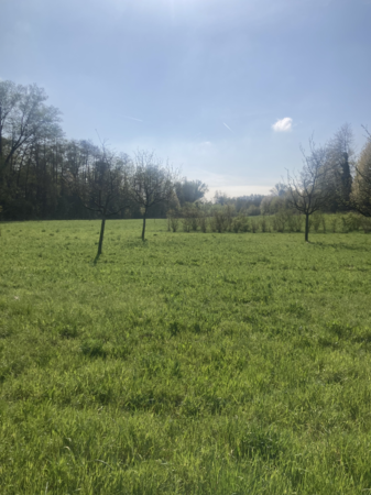 Blick aus der Ferne auf die junge Feldhecke