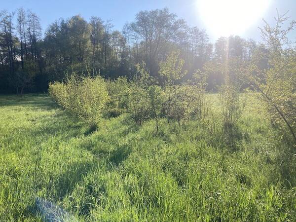 Junge Feldhecke im Frühling