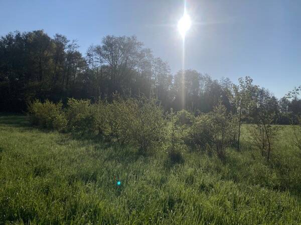 Feldhecke im Frühling