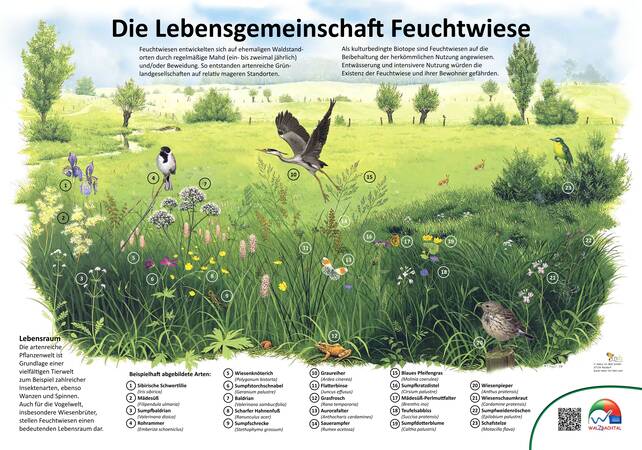 Infoschild Feuchtwiese