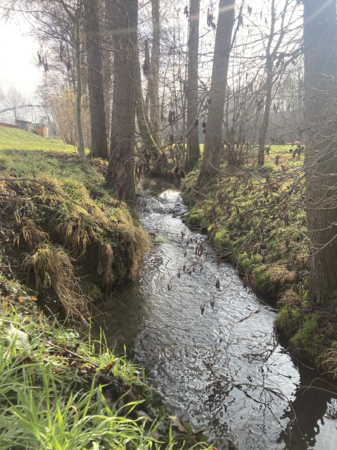 Foto vom Walzbach im Frühling