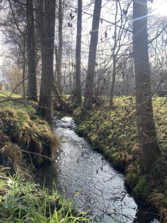 Foto vom Walzbach im Frühling
