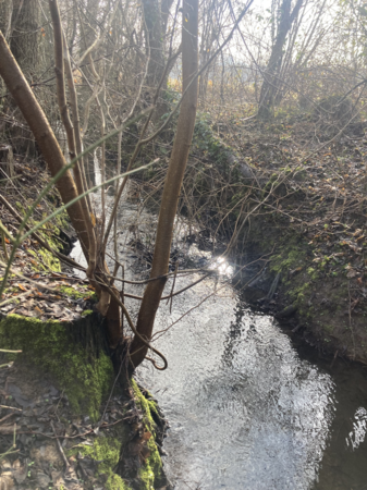 Walzbach im Frühling