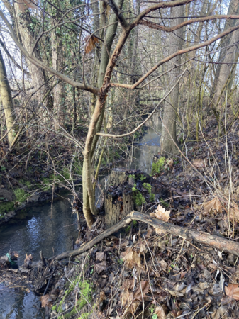 Walzbach im Frühling
