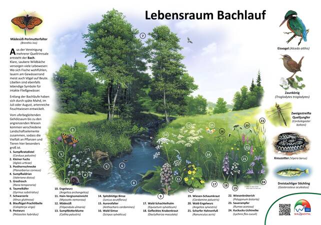 Tafel Lebensraum Bachlauf