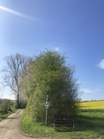 Linsenbäumle im Frühling