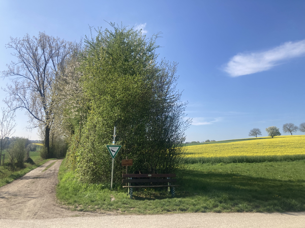 Linsenbäumle mit Rapsfeld