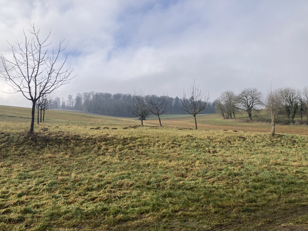 Blick auf die Streuobstwiese im Winter