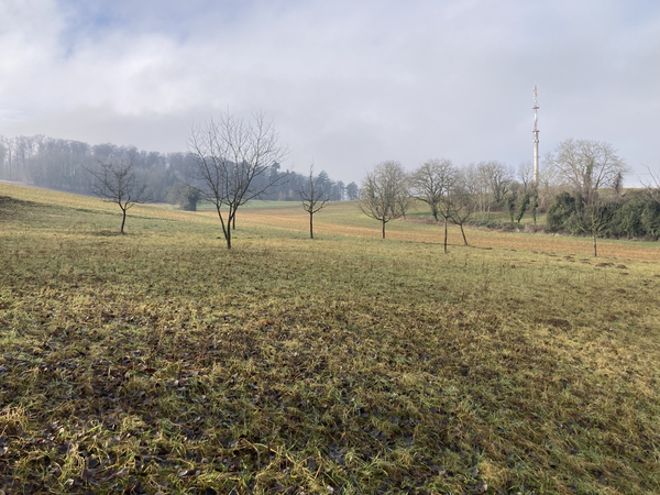Blick auf die Streuobstwiese im Winter