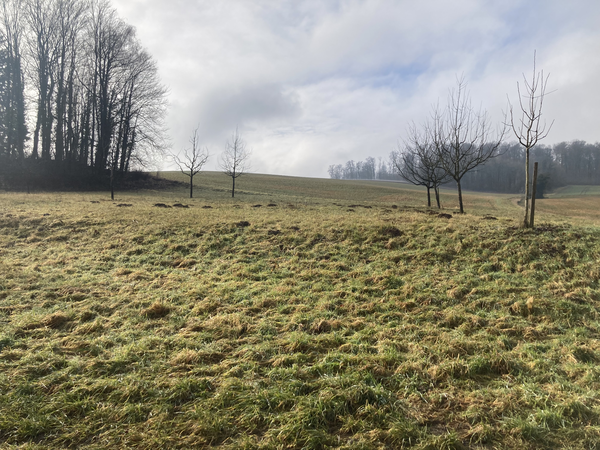 Blick auf die Streuobstwiese im Winter