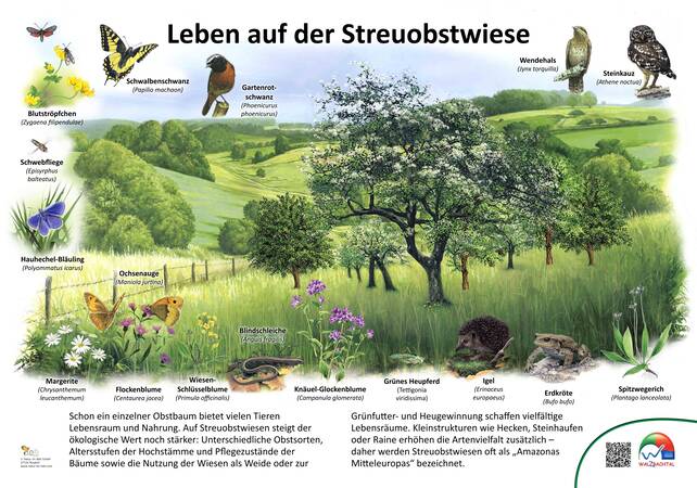 Infotafel Streuobstwiese