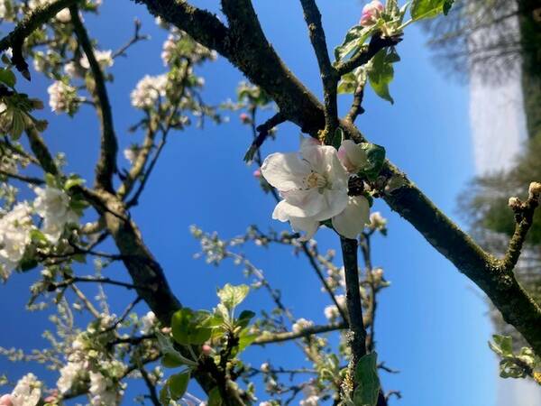 Apfelblüte