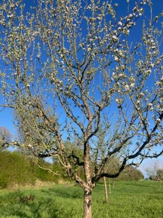 Apfelbaum im Frühling