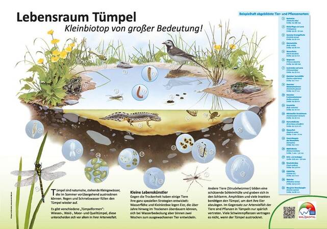 Infotafel Lebensraum Tümpel