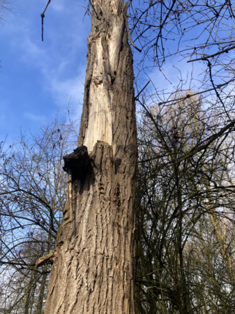 Höhlenbaum