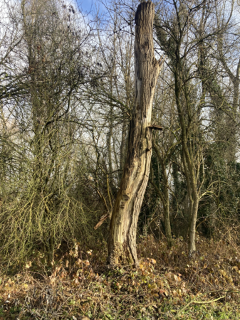 Höhlenbaum