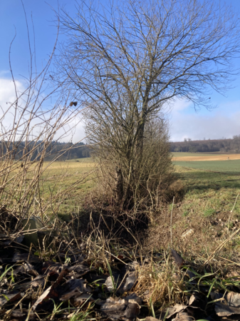 Wiesengraben im Winter
