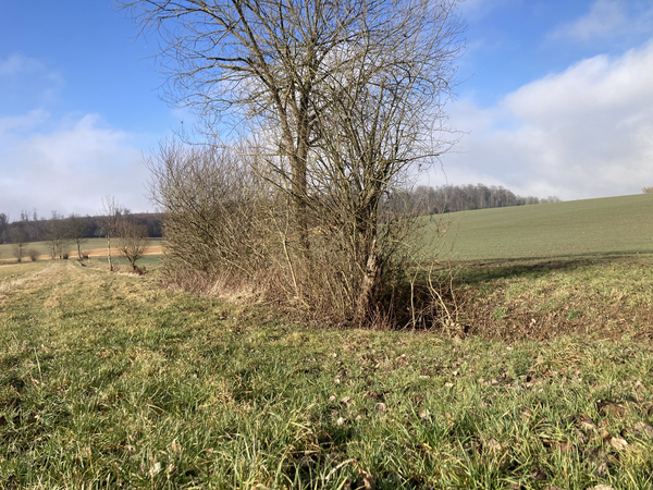 Wiesengraben im Winter