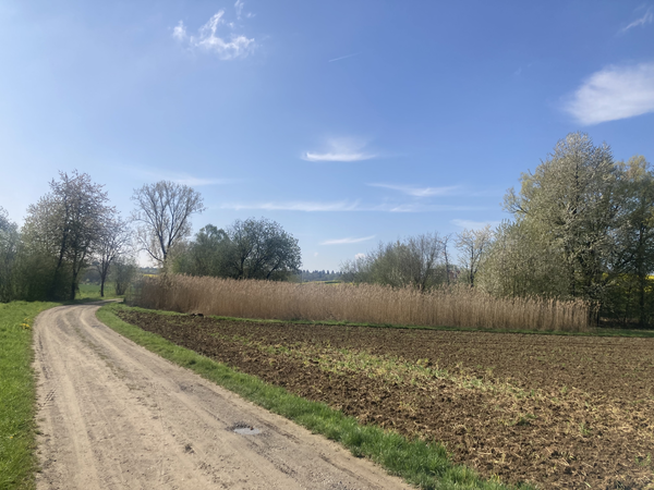 Blick auf den Schilfbestand der Kutscherquelle