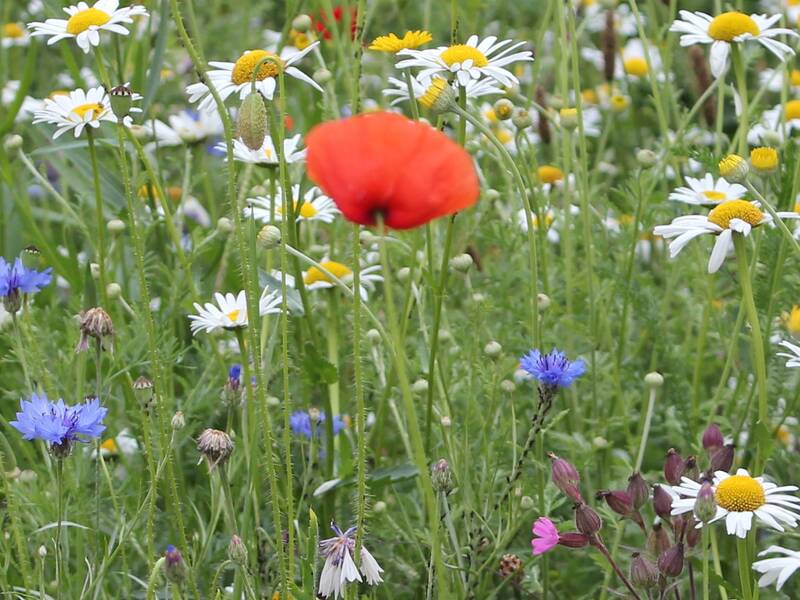 Blumenwiese