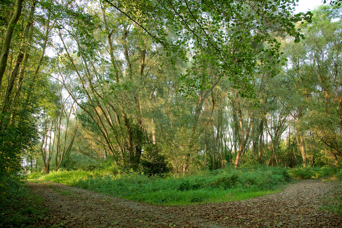 Weggabelung im Wald