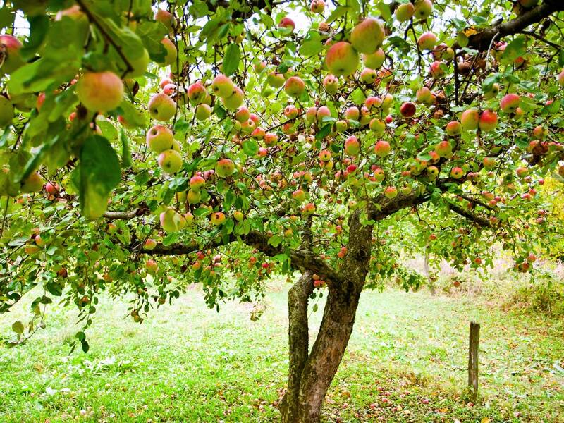 Apfelbaum mit Äpfeln im Sommer