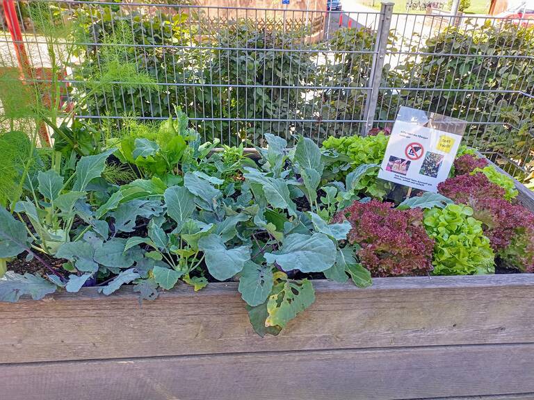Ein Hochbeet mit verschiedenen Gemüsepflanzen und Salaten in Grün- und Rottönen. Daneben steht ein Schild mit einem „Nicht pflücken“-Hinweis. Im Hintergrund ist ein Zaun und etwas Grün zu sehen.
