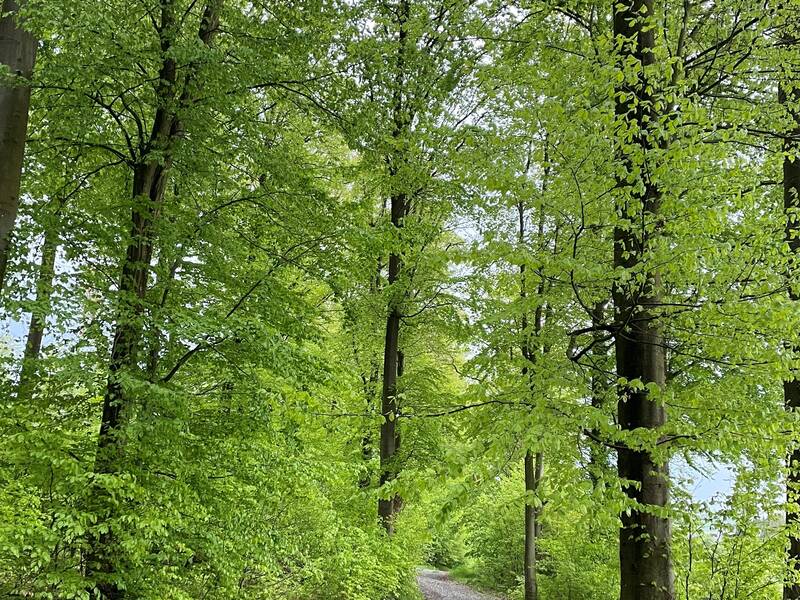 Bäume mit grünem Laub und Waldweg