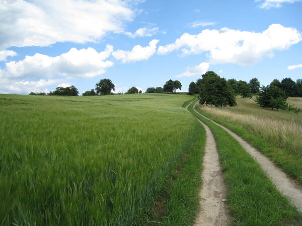Ein Feldweg schlängelt sich durch eine grüne, hügelige Landschaft unter einem teilweise bewölkten blauen Himmel.