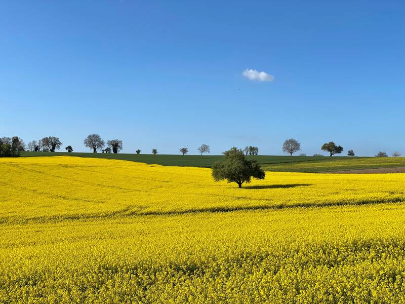 Rapsblütenfeld mit einem Baum in der Mitte und im Hintergrund blauer Himmel