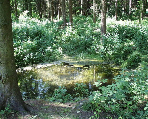 Kleine Quelle mit trüben Wasser, außenherum sind Bäume und Sträucher