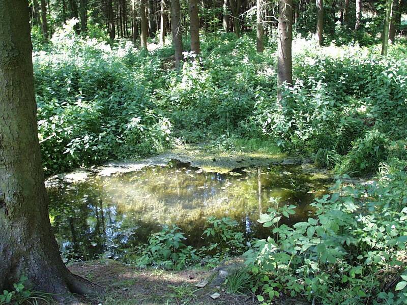 Kleine Quelle mit trüben Wasser, außenherum sind Bäume und Sträucher