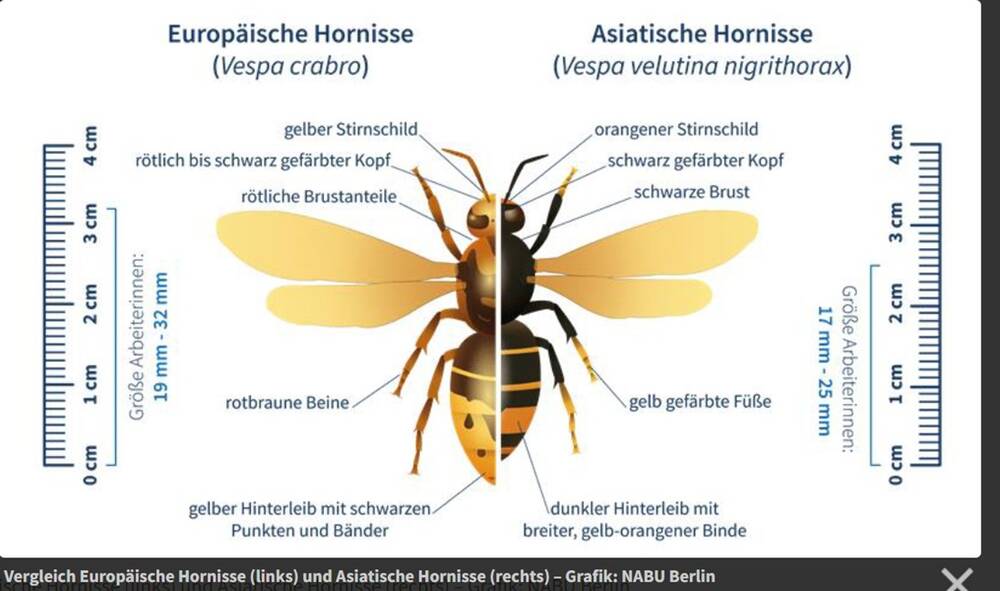 Die Grafik zeigt den Vergleich zwischen einer Europäischen Hornisse und einer Asiatischen Hornisse in Größe und Färbung, wobei Unterschiede in Kopf, Brust, Beinen und Hinterleib beschrieben werden.